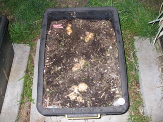 In the self watering container ready to harvest